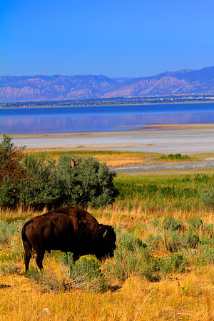 American Bison in Utah 2