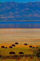 American Bison in Utah 8