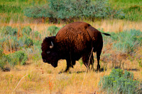 American Bison in Utah 9