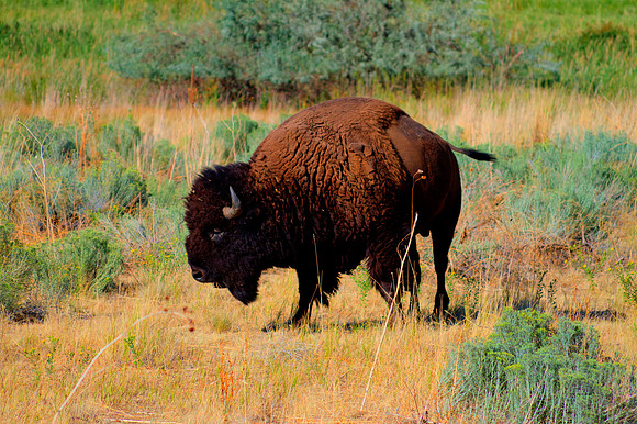 American Bison in Utah 9