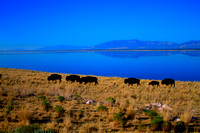 American Bison in Utah 20