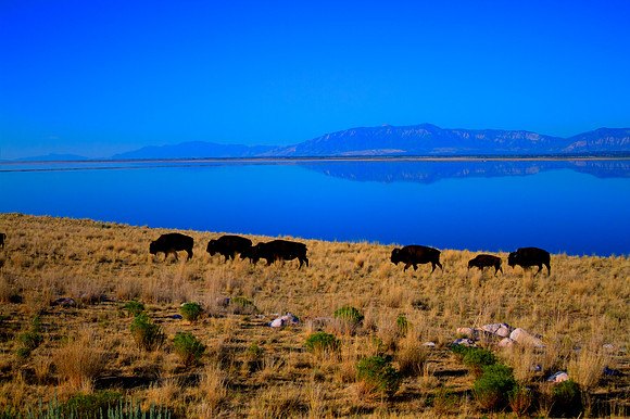 American Bison in Utah 20