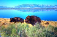 American Bison in Utah 7
