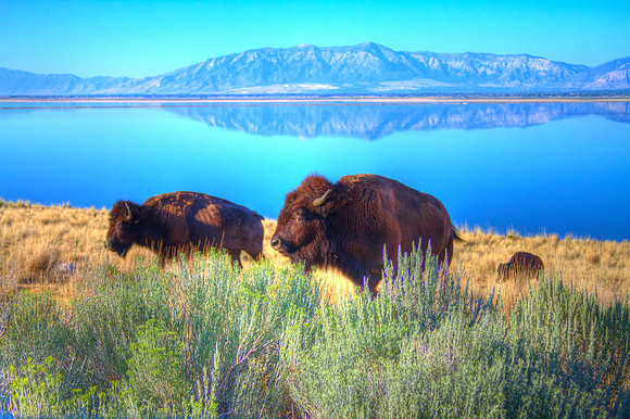 American Bison in Utah 7